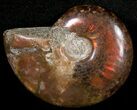 Flashy Red Iridescent Ammonite - Wide #10368-1